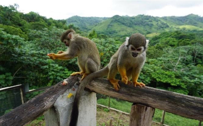 Monkeyland Punta Cana